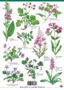 Guide to Woodland Plants