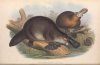Mammals of Australia, Volume 1