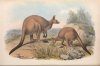 Mammals of Australia, Volume 2