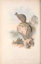Mammals of Australia, Volume 2