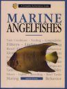 Marine Angelfish