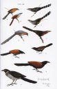Pocket Guide to the Birds of Borneo