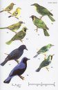 Pocket Guide to the Birds of Borneo
