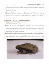Philippine Amphibians
