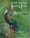 North American Wading Birds