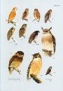 The Birds of Borneo