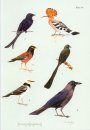The Birds of Borneo