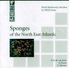 Sponges of the North East Atlantic