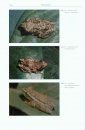 Treefrogs of Africa