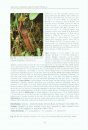 Nepenthes of Sumatra and Peninsular Malaysia