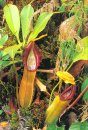 Nepenthes of Sumatra and Peninsular Malaysia