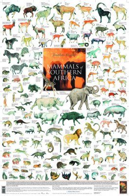 Mammals Of Southern Africa Poster Jonathan Kingdon