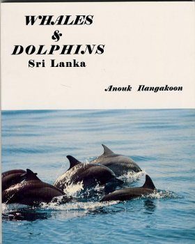 Whales And Dolphins Of Sri Lanka Anouk Ilangakoon Nhbs