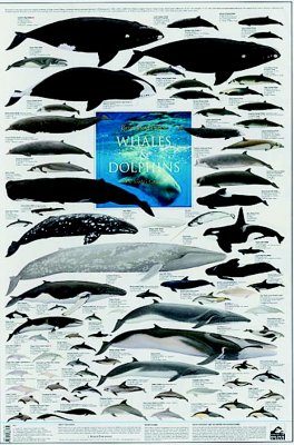 Dolphins & Porpoises of the World Poster 