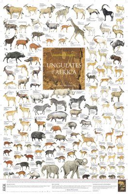 Ungulates of Africa - Poster: The Grazers and Browsers: Jonathan Kingdon | NHBS Shop