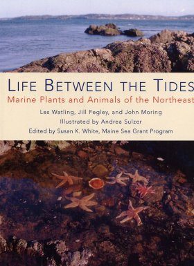 Life Between The Tides Marine Plants And Animals Of The