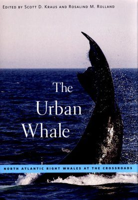 The Urban Whale North Atlantic Right Whales At The