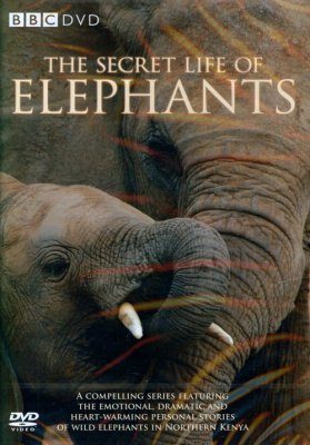 The Secret Life of Elephants - DVD (Region 2) | NHBS Shop