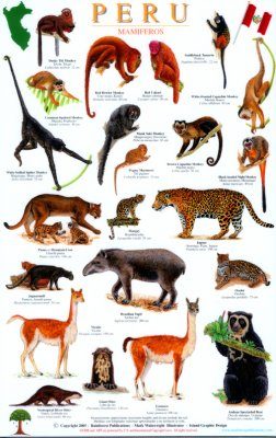 Peru Mammals Guide Mamiferos Mark Wainwright Nhbs