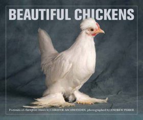 most beautiful chicken