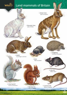 Guide To The Land Mammals Of Britain Rebecca Farley Brown