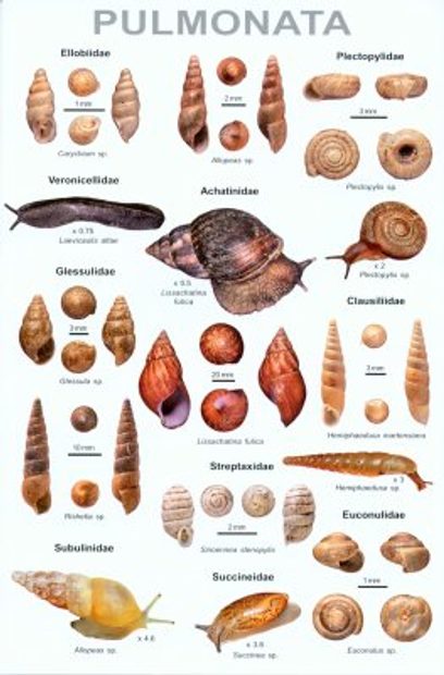 An Illustrated Guide To The Land Snails Of Nepal Nhbs Field Guides Natural History