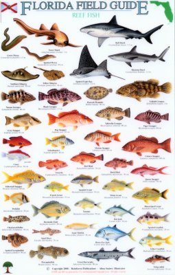 Florida Field Guide, Reef Fish  NHBS Field Guides & Natural History