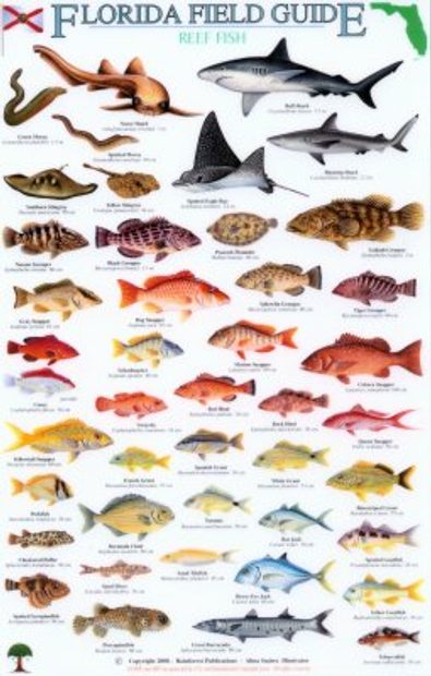 Fishing Identification Card Color Photos Florida Waters Rules