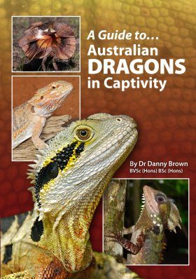 A Guide To Australian Dragons In Captivity Danny Brown