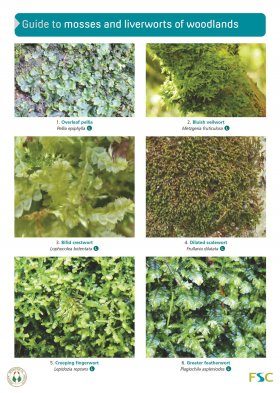 Guide to Mosses and Liverworts of Woodlands: Martin ...