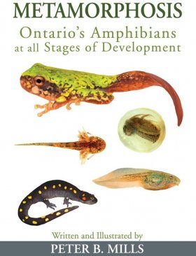 salamander tadpoles vs frog tadpole salamander tadpoles vs frog tadpole