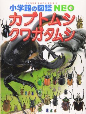 Kabutomushi Kuwagatamushi [Stag Beetles] | NHBS Field Guides & Natural  History