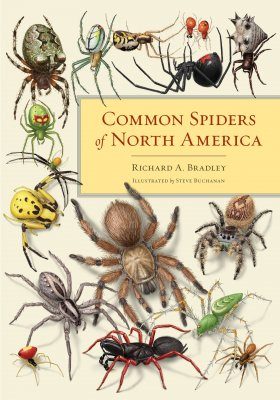 Common Spiders of North America | NHBS Field Guides & Natural History