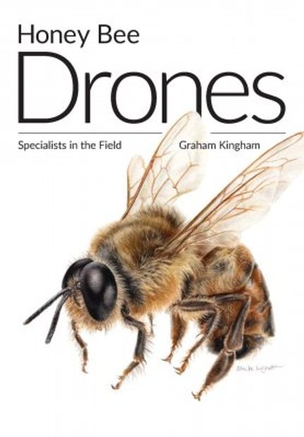 drone honey bee