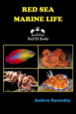 Red Sea Marine Life | NHBS Field Guides & Natural History
