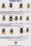 Bumble Bees I