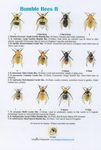 Bumble Bees II