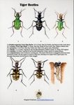 Tiger Beetles