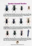 Garden Ground Beetles