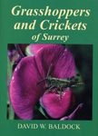 Grasshoppers and Crickets of Surrey