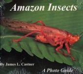 Amazon Insects