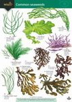 A Key to Common Seaweeds