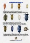 Common Woodlice