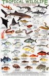 Tropical Wildlife Field Guide: Pacific Coast Reef Fish [English / Spanish]