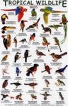 Tropical Wildlife Field Guide: Birds [English / Spanish]
