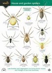 The common spiders of the United States. Spiders. 2l6 THE COMMON