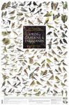 Birds of Gardens and Parklands: British Isles and Europe - Poster
