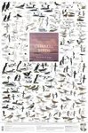 Coastal Birds: British Isles and Europe - Poster