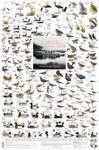 Water Birds: Birds of Europe's Wetlands - Poster