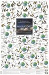Migratory Birds: Europe's South-Bound Long-Distance Travellers - Poster